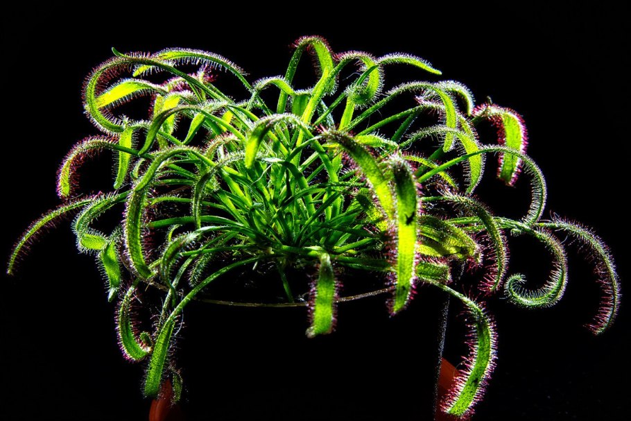 Ловчий аппарат Венериной мухоловки