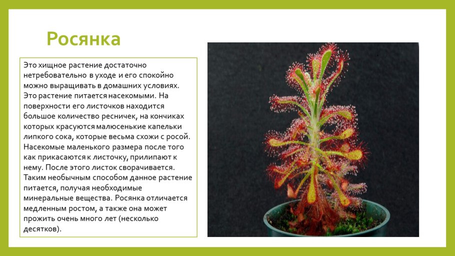 Хищные растения информация