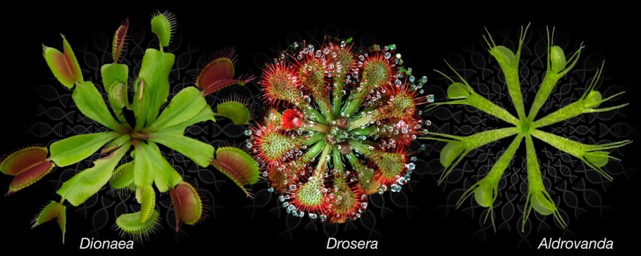 Росянка drosera snyderi