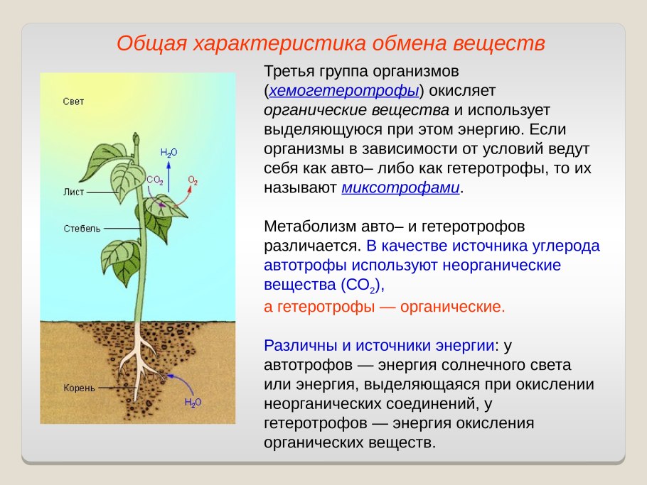 Хищные растения мега белая дача