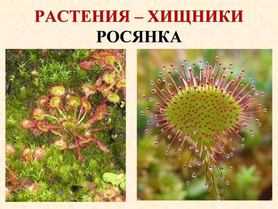 Микробиота почвы