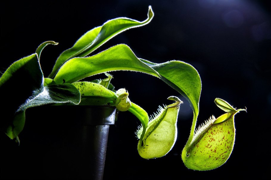 Россиянка круглолистная