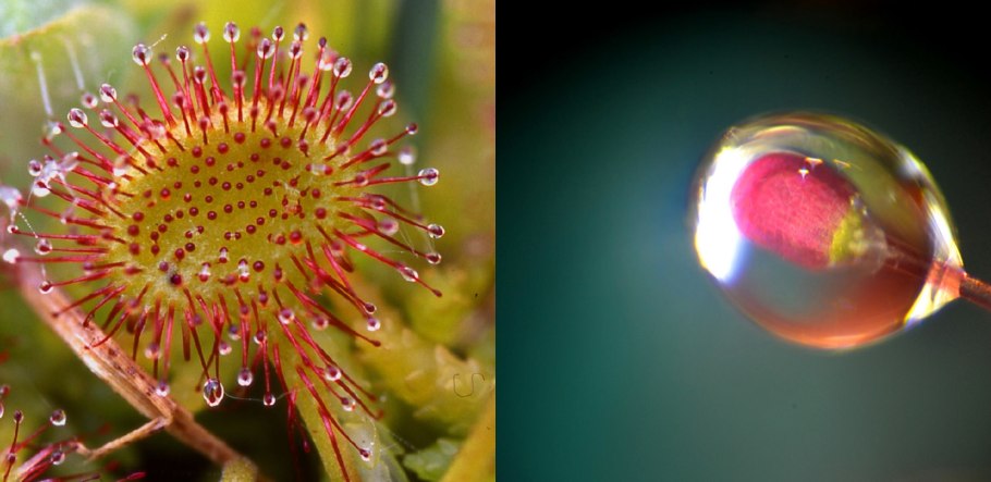 Рослина круглолистная