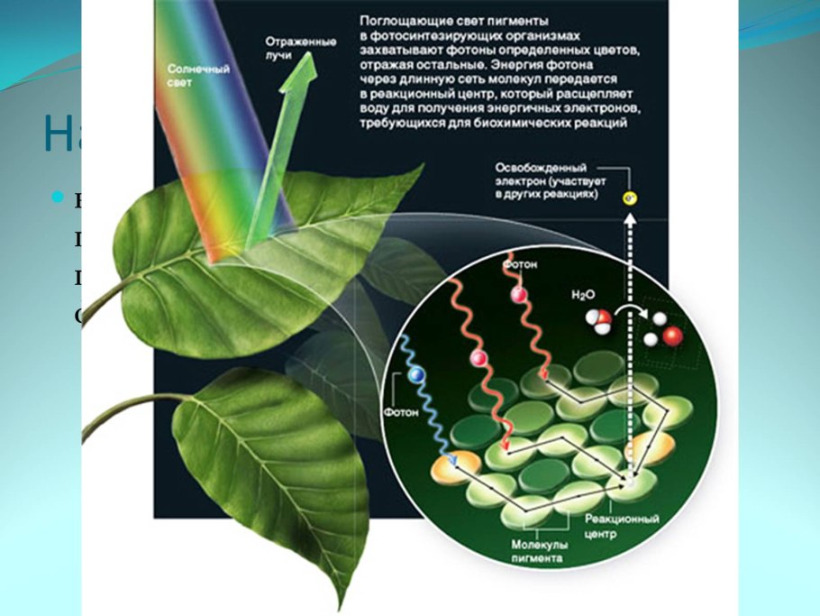 Поглощение света хлорофиллом