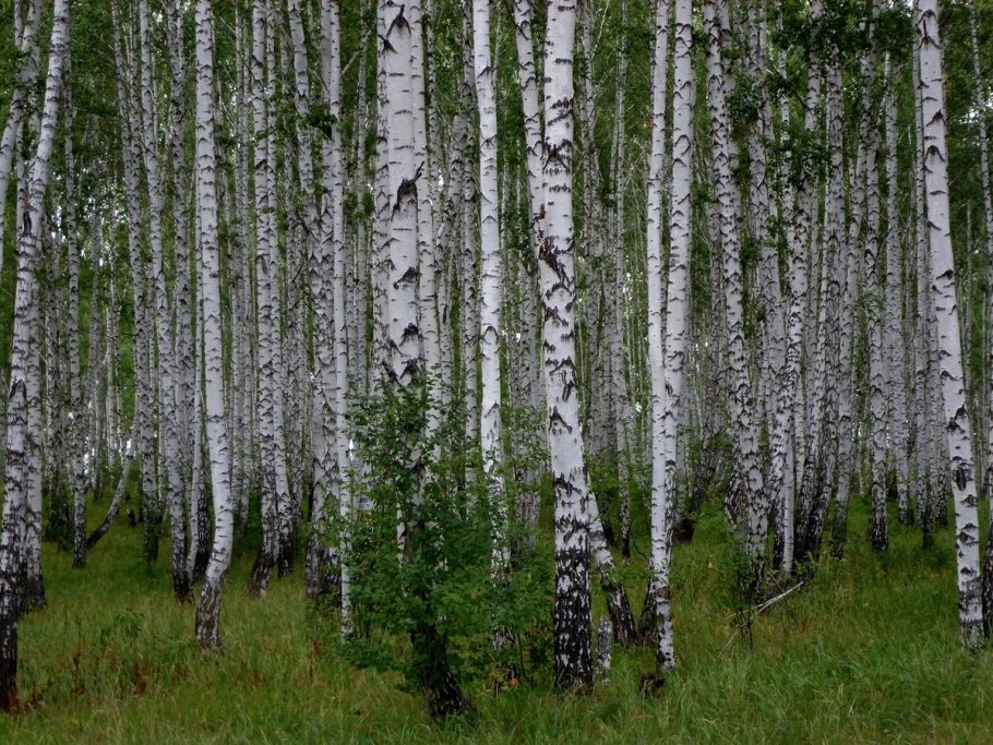 Чаща роща Тайга Бор