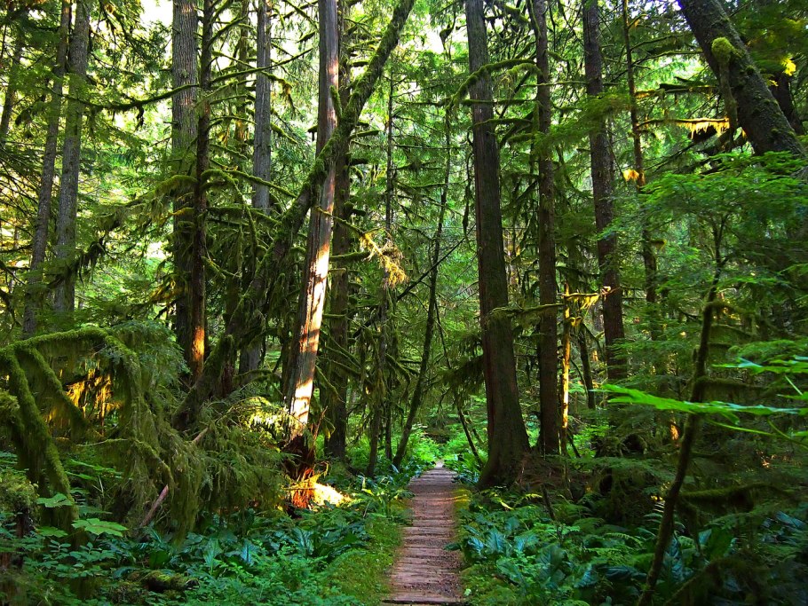 Березовая роща