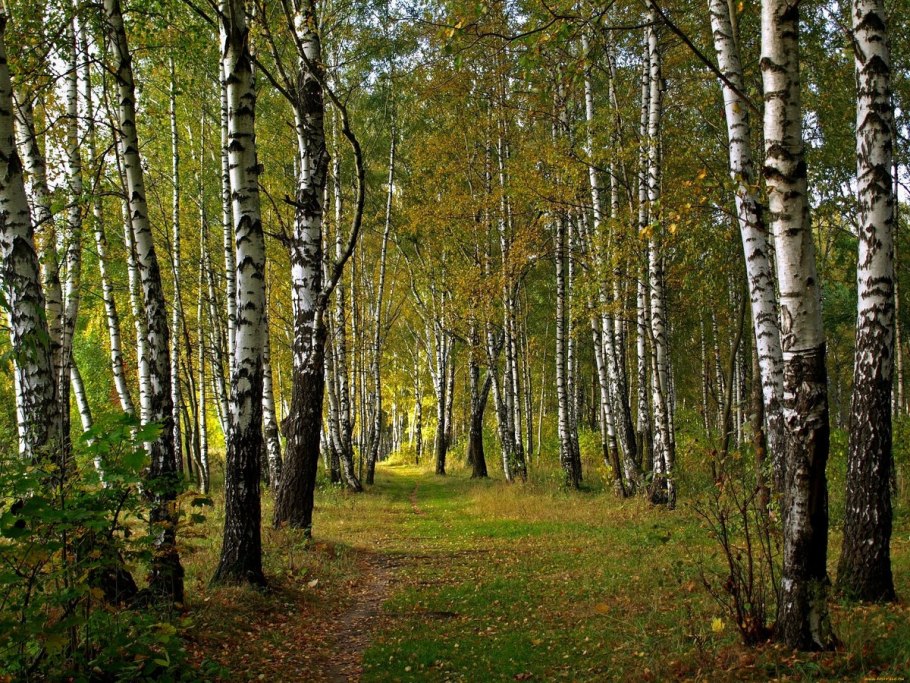 Опушка леса