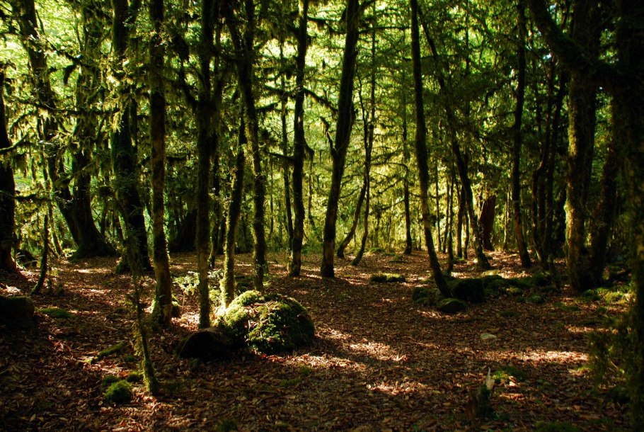 Березовая роща Далматово