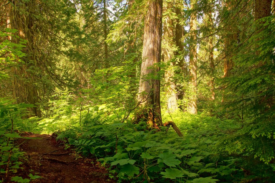 Березовая роща Нижегородская область
