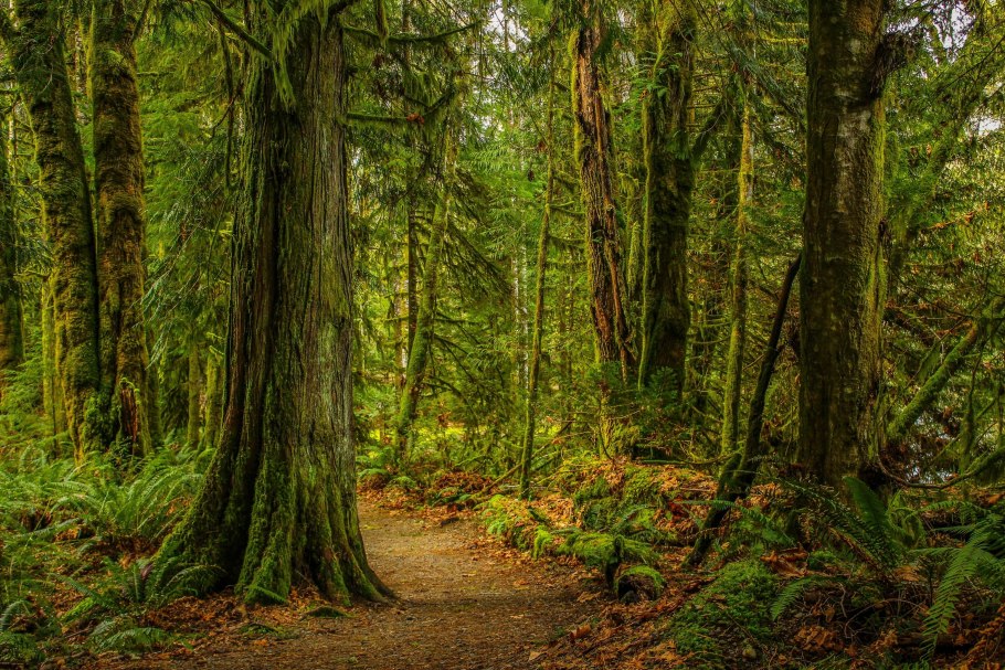 Загущенный хвойный лес