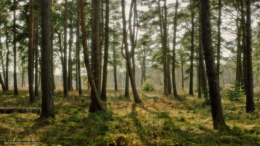 Редкий еловый лес