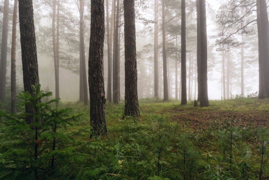 Лес секвойи в Калифорнии