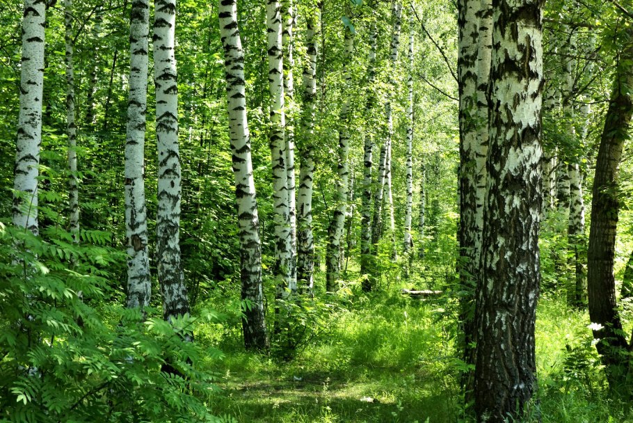 Осиновая роща Березовая роща