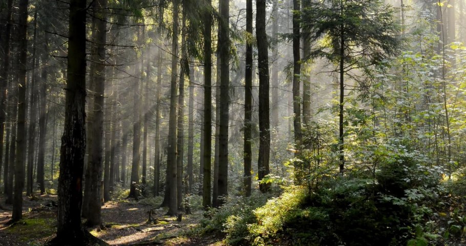 Лес Елово осиновый