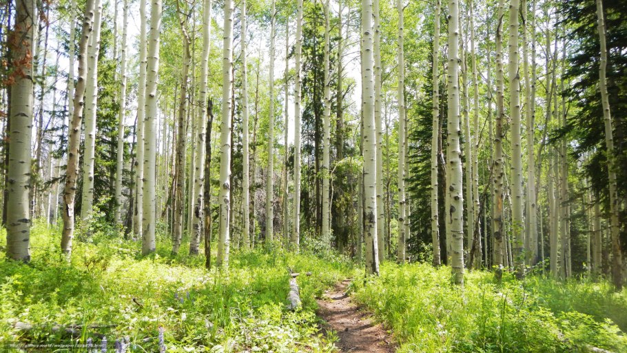 - «Роща». Урала