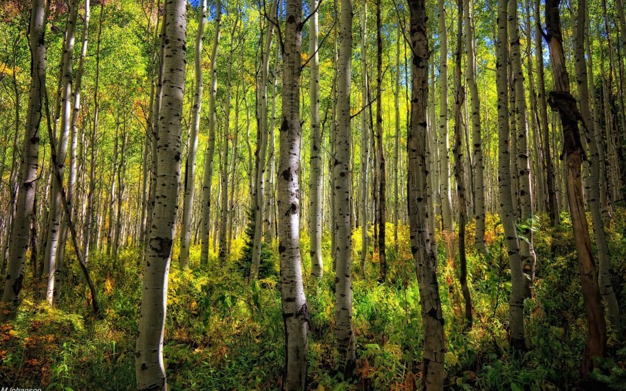 Линдуловская роща деревья