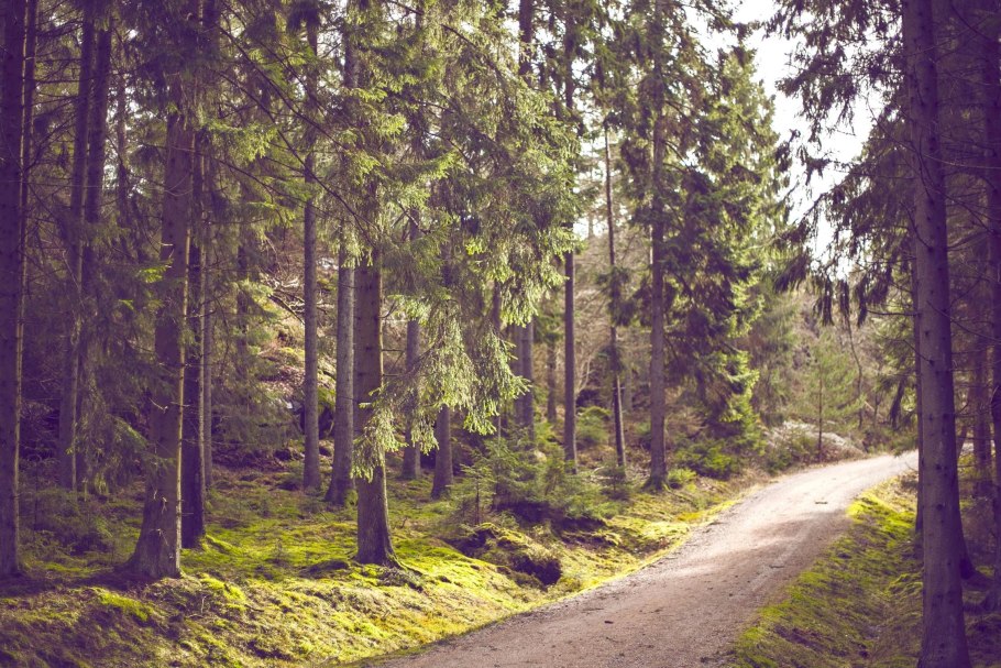 Обои на рабочий стол лес