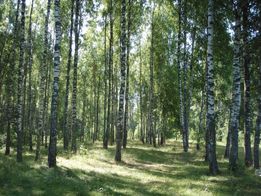 Березовая роща Рязань