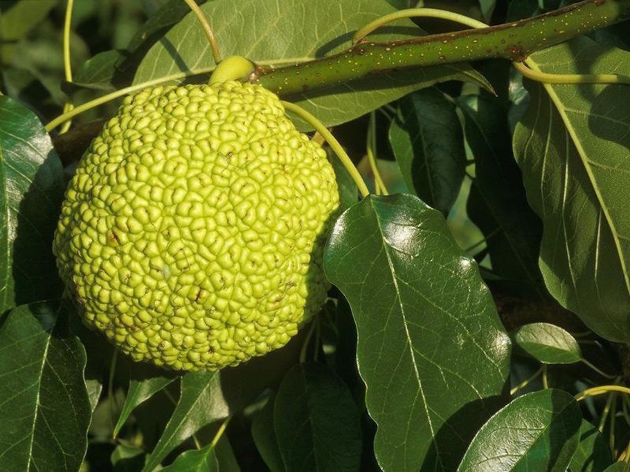 Крымское яблоко маклюра