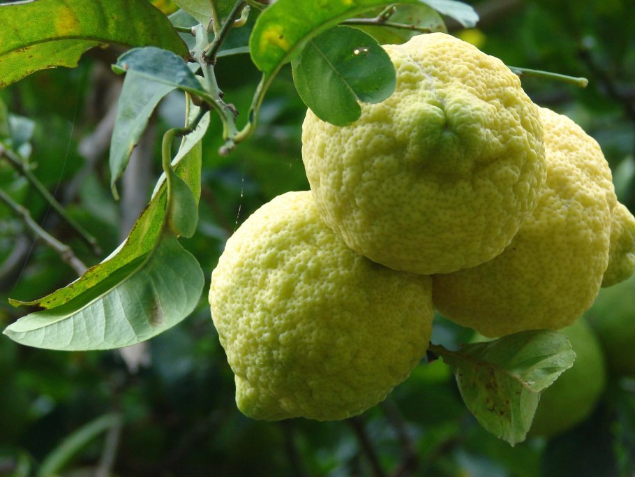 Лимон (Citrus Limon)