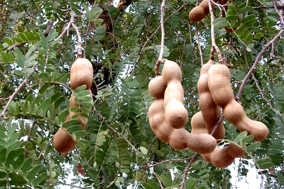 Дерево с плодами в виде женщины