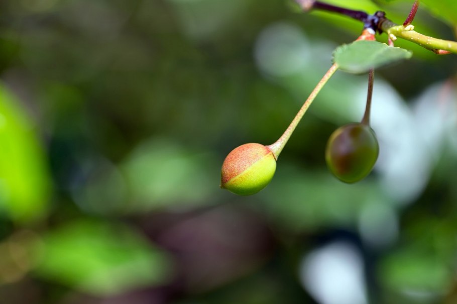 Монилиоз черешни