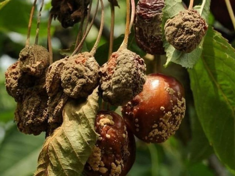 Дикий грецкий орех