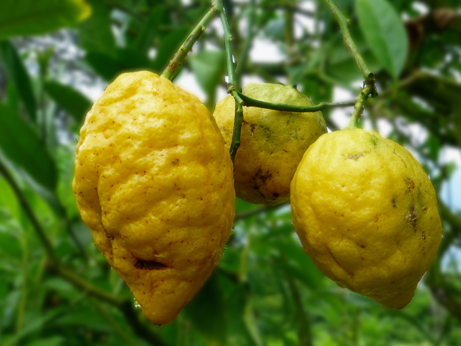 Калабрийский Цитрон