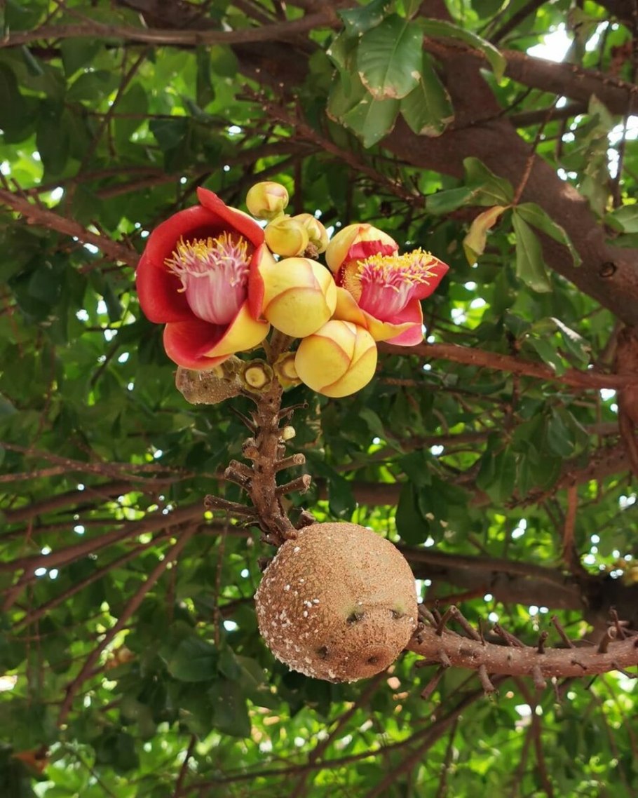 Обезьяний орех дерево