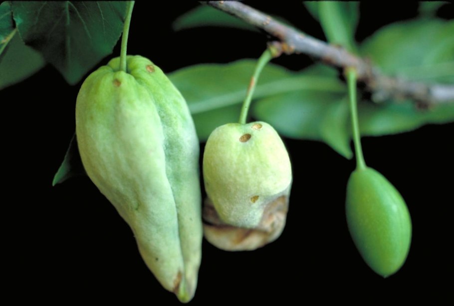 Кармашки сливы болезнь