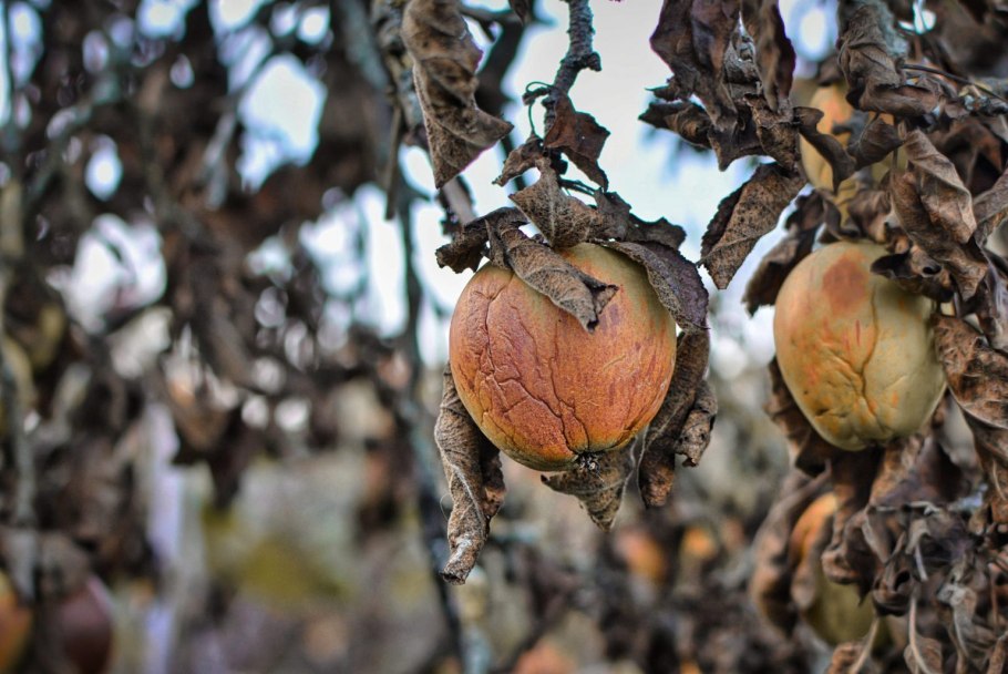 Кэроб рожковое дерево