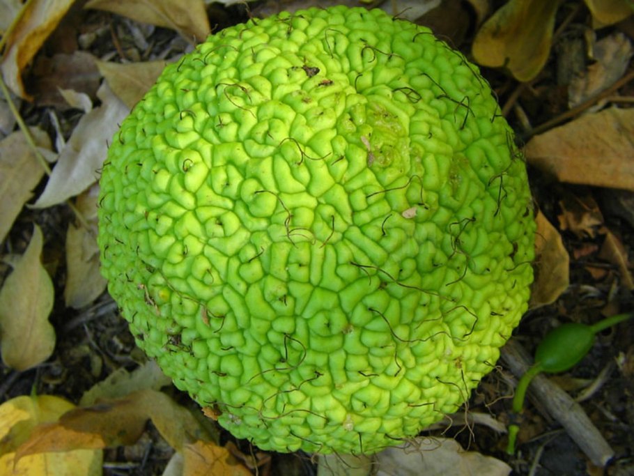 Плоды маклюры (адамово яблоко )