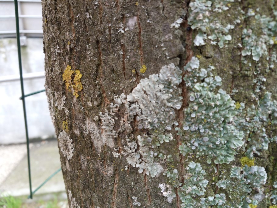 Яблоня пораженная лишайником