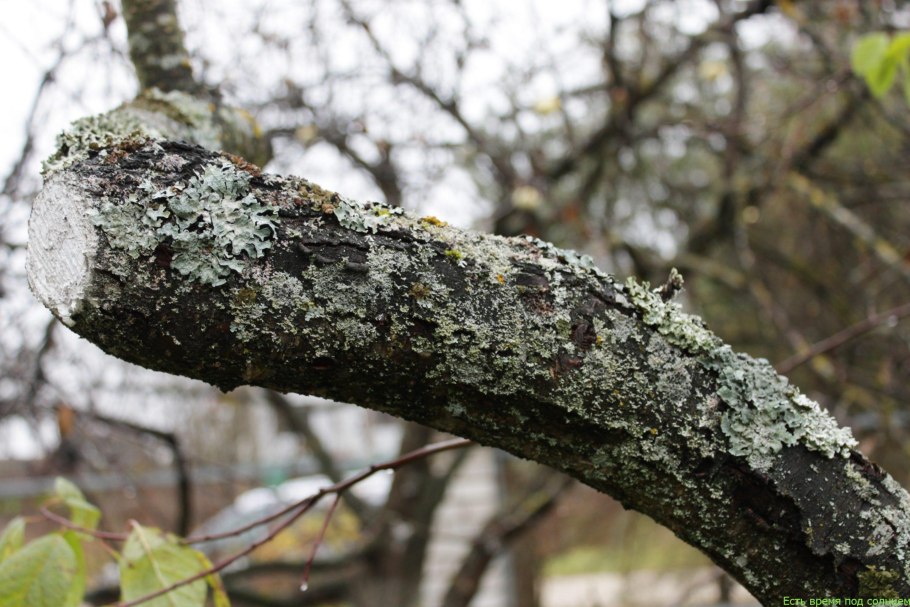 Лишайник на Вязе