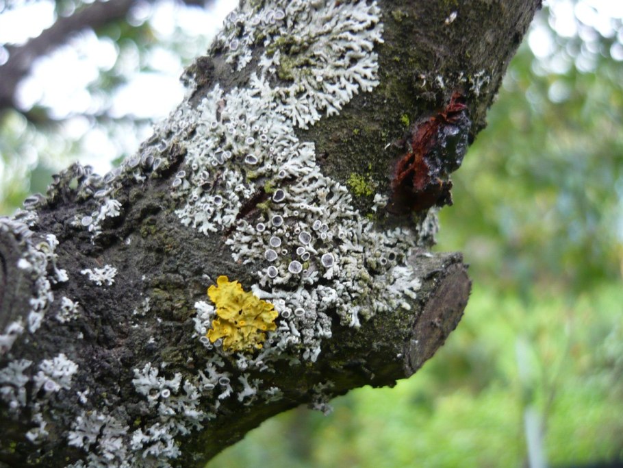 Сажистый грибок на яблоне