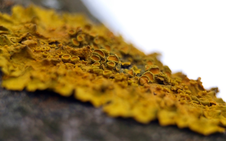 Лишайник накипной на яблоне