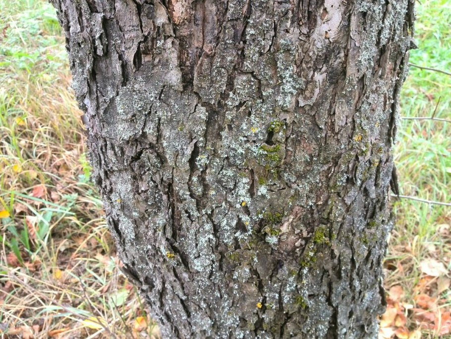 Яблоня пораженная лишайником