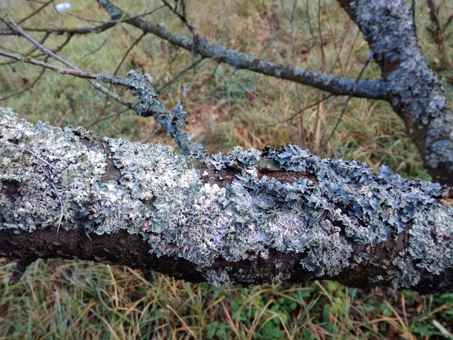 У сливы лишайник на стволе