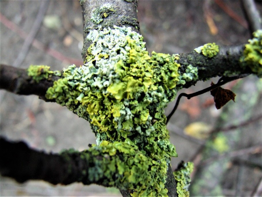 Рыжий лишайник