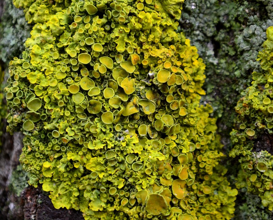 Яблоко и мох