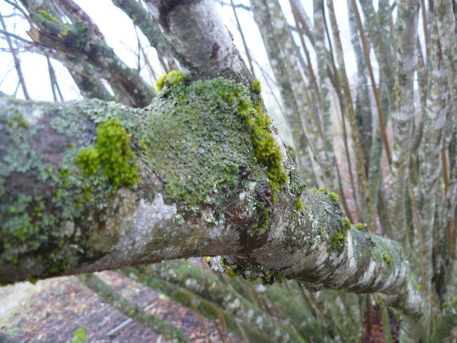 Наросты на стволе яблони: опасность или особенность?