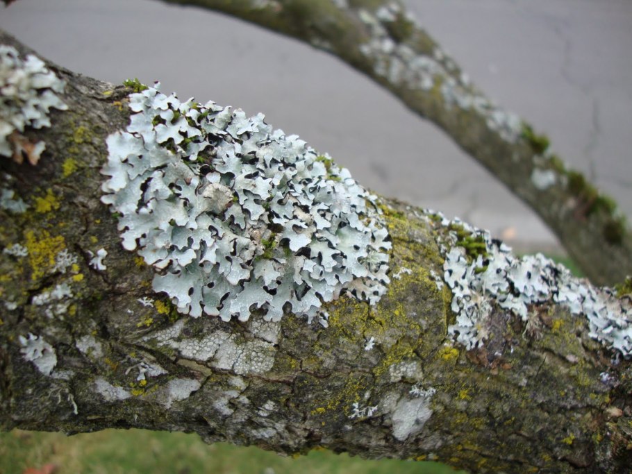 Серый накипной лишайник на коре