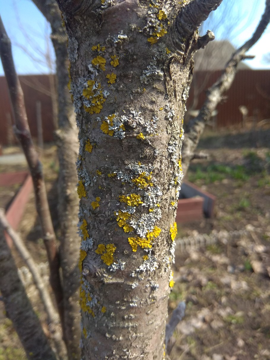 Средство от лишайников на деревьях