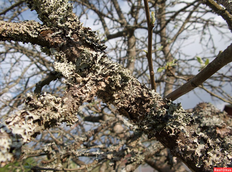 Яблоня пораженная лишайником