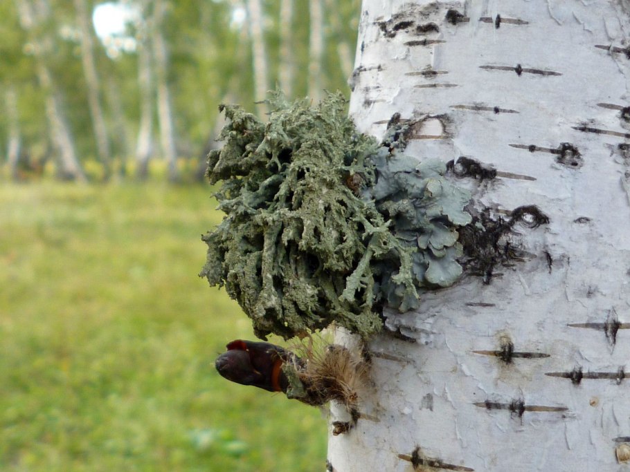 Лишайник пармелия