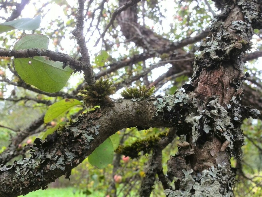 Накипной лишайник на коре