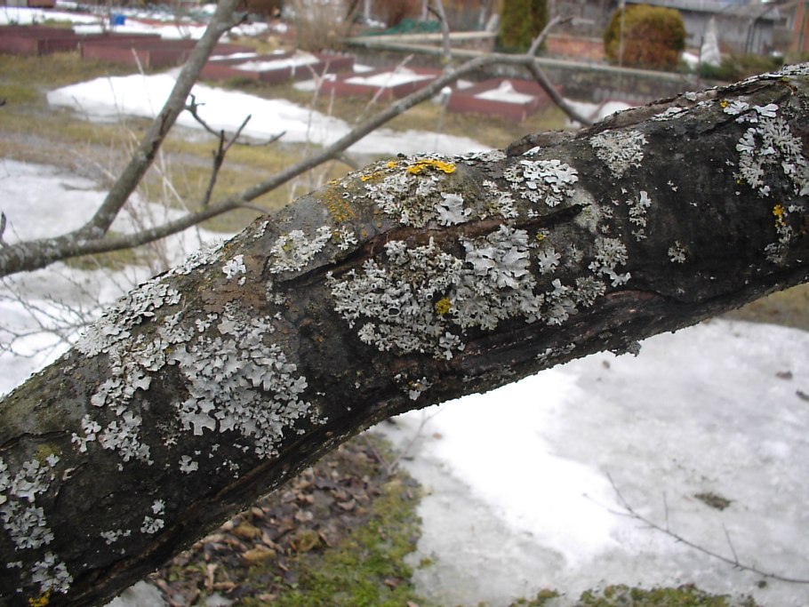 Сажистый грибок на яблоне