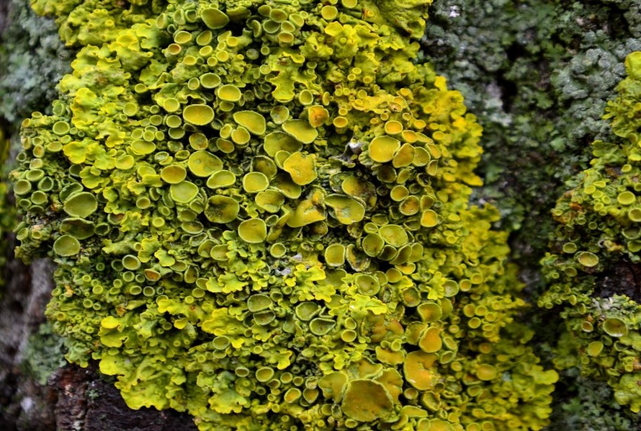 Желтый нарост на дереве