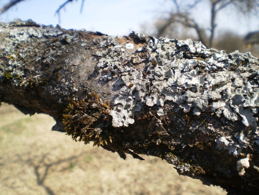 На коре яблони лишайник