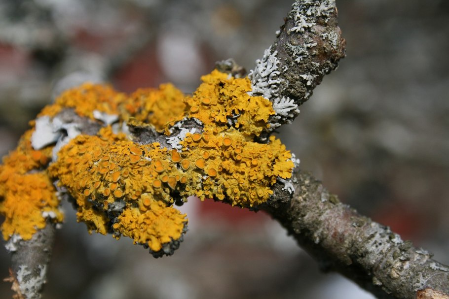 Древесный лишайник